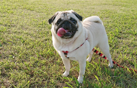 たまの休みに愛犬とリラックス